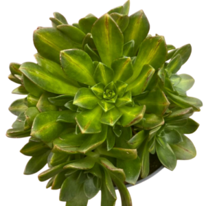 Aeonium Bronze Medal Middle Variegado