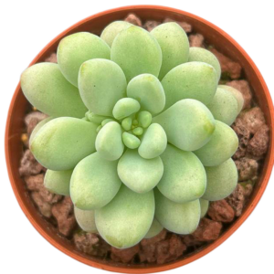 Pachyphytum Rococo