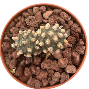 Tephrocactus Molinensis