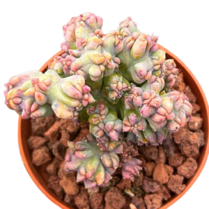 Myrtillocactus Geometrizans Crestado
