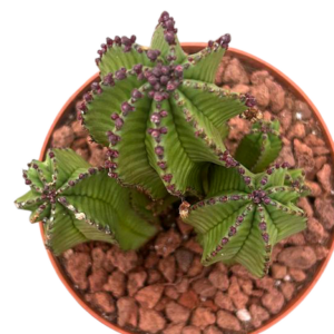 Euphorbia Anoplia