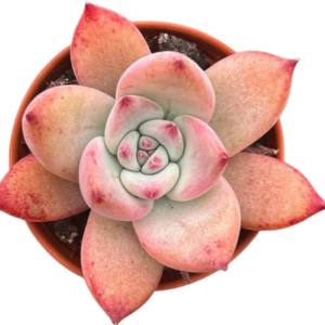 Echeveria Colorata Brandtii