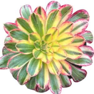 Aeonium Rubrolineatum