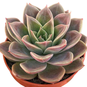 Echeveria Clarice