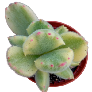 Cotyledon Tomentosa Variegada