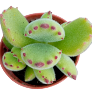 Cotyledon Tomentosa