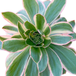 Aeonium Green Rose