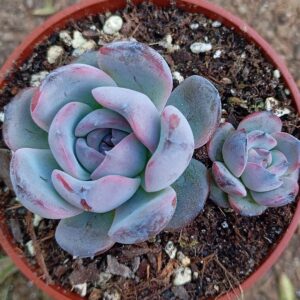 Echeveria Dark Opal