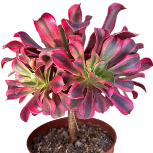 Aeonium Medusa Cluster