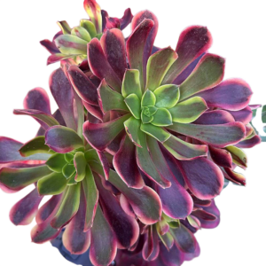 Aeonium Superbang Cluster