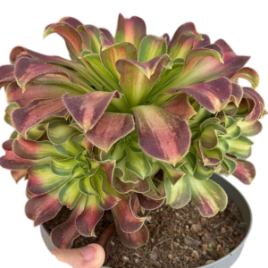 Aeonium Shaohua Cluster