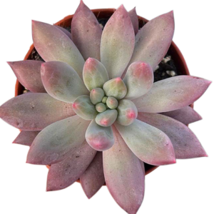 Pachyveria Red Dragonfly