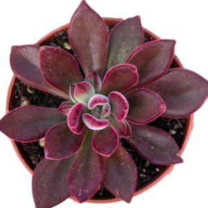 Echeveria Pulvinata Devotion