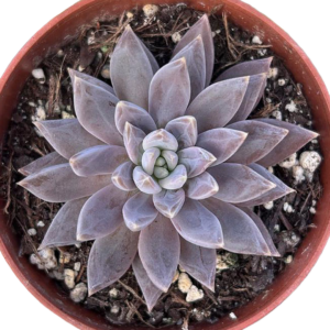 Echeveria Craigiana