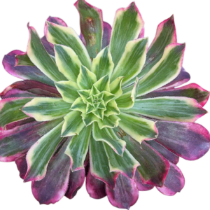 Aeonium Tianhe