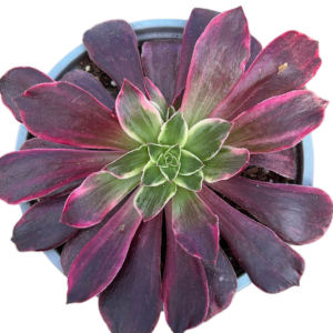 Aeonium Wedding Dress