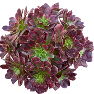 Aeonium Anna Variegado Cluster