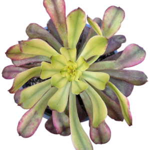 Aeonium Meiya