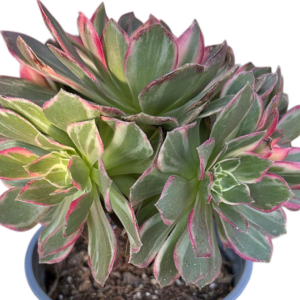 Aeonium Kaleidoscope Cluster