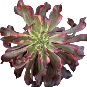 Aeonium Snow Girl