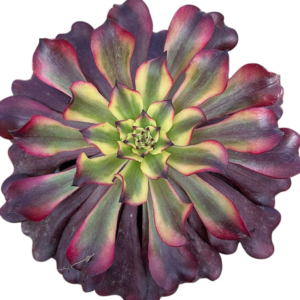 Aeonium Miki
