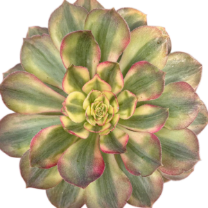 Aeonium Halloween