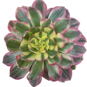 Aeonium Neptune Cluster
