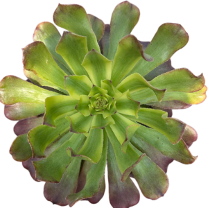 Aeonium Venus