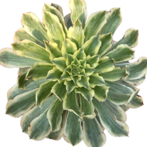 Aeonium Green Wave