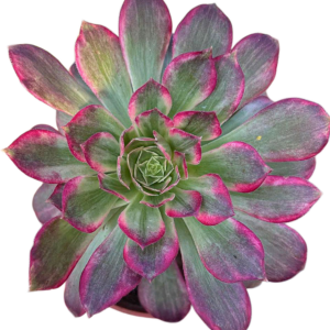 Aeonium Lotus Seat Cluster