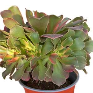 Aeonium Litchi Cluster