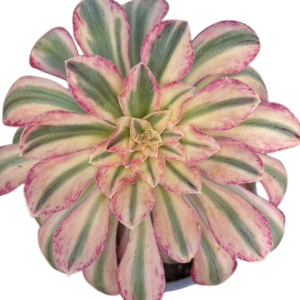 Aeonium Rubrolineatum (I)