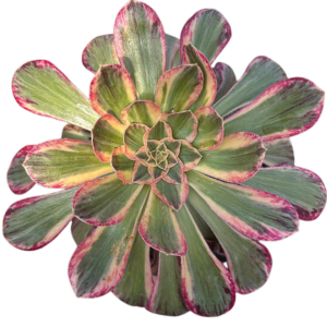 Aeonium Rubrolineatum (II)