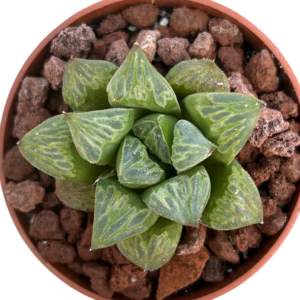 Haworthia Green Flame