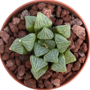 Haworthia Turgida
