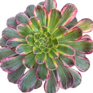 Aeonium Rubrolineatum
