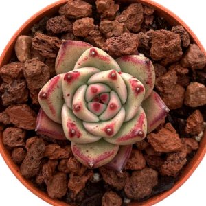 Echeveria Honey Pink