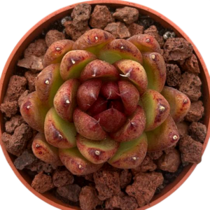 Echeveria Black Crystal