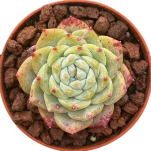 Echeveria Pink Diamond