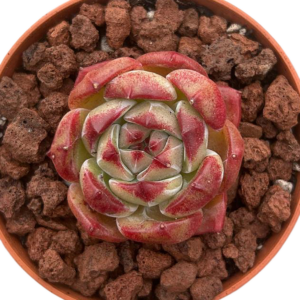 Echeveria Black Knight