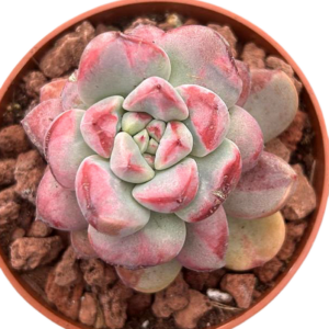 Graptoveria Black Racoon Variegada Monstruosa