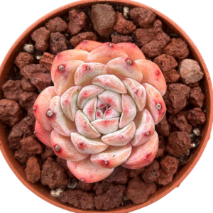 Echeveria Strawberry Almond