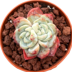 Echeveria Lychee Powder