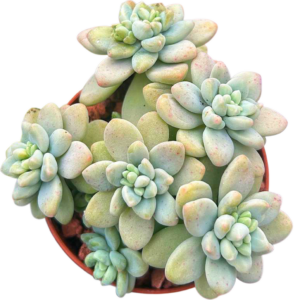 Graptosedum Cheesecake Cluster