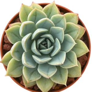 Echeveria Elsa