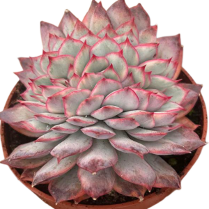 Echeveria Esther Variegada Crestada