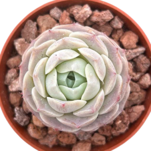 Echeveria Hyalina Hibrido