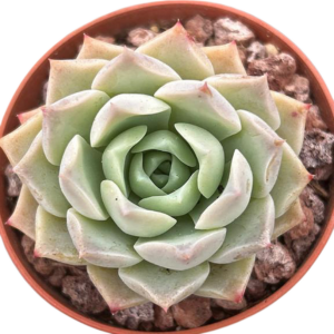 Echeveria Malgan