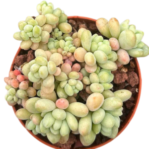 Pachyphytum Rococo Cluster