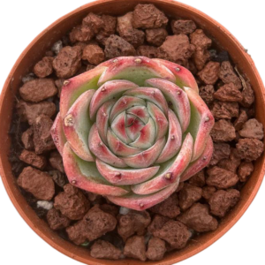 Echeveria Silhouette